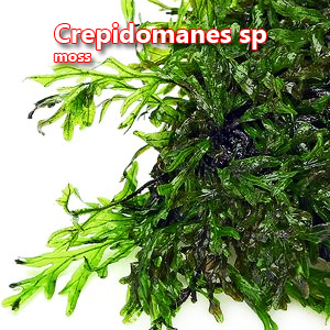 Crepidomanes sp Moss